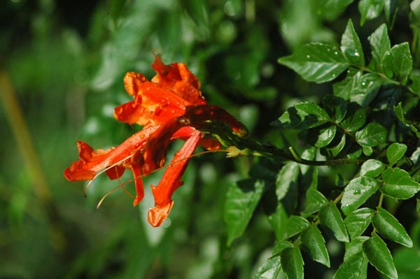 Tecomaria capensis; Photographed by M Komen